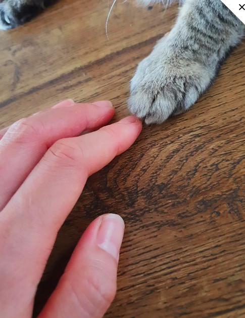 A person gently touching a cat's paw at home